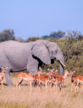 The Okavango Delta, Botswana